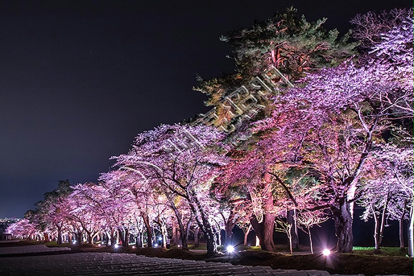 树木夜景亮化