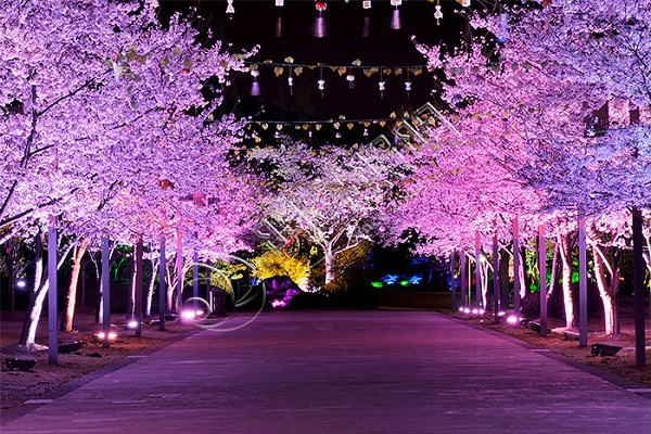 树木夜景照明